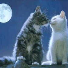 Лунные кошки