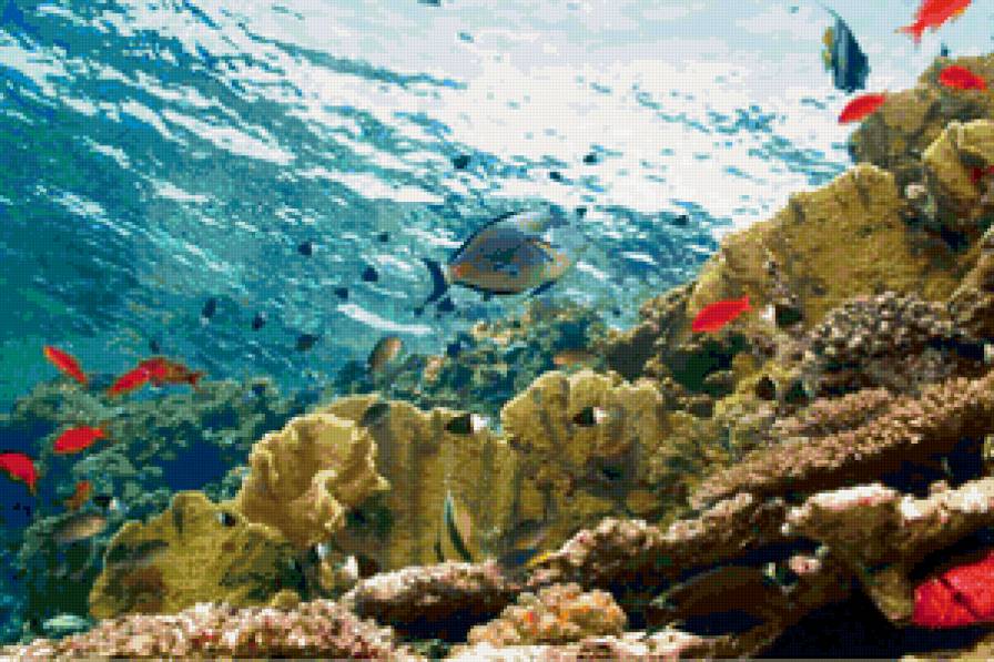 красное море - рыбы, море, вода - предпросмотр