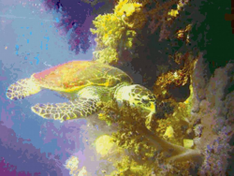 красное море - предпросмотр