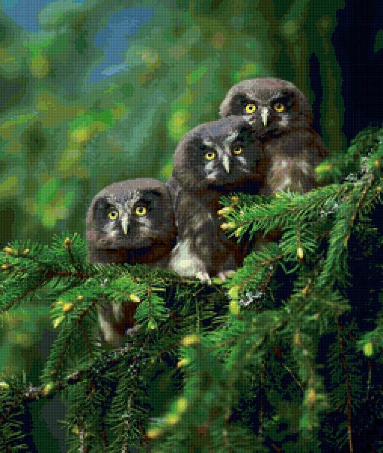 birds - предпросмотр