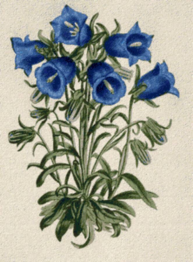 Колокольчики - цветы, полевыеи цветы, флора, панно, колокольчики, цветочки - предпросмотр