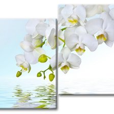 весенние орхидеи