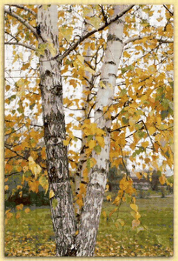 Березки - осень, ностальгия, березы, русское - предпросмотр