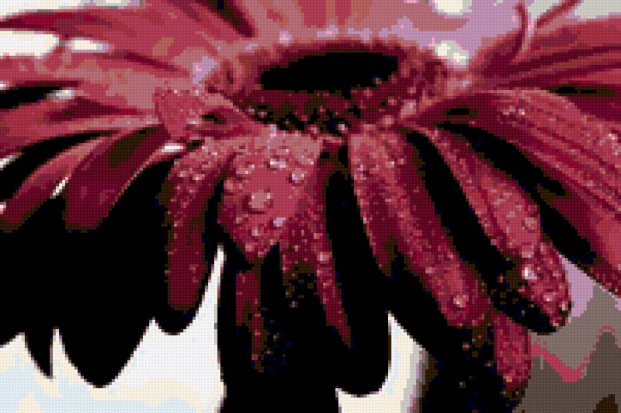 гербера - цветы - предпросмотр