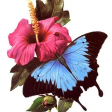 Схема вышивки «бабочка»