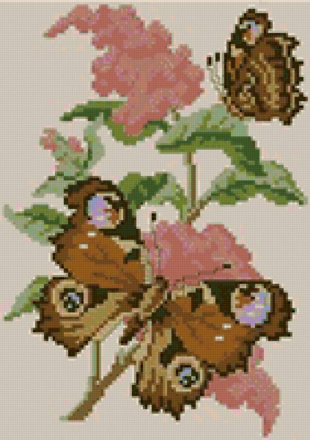 бабочка - бабочка - предпросмотр