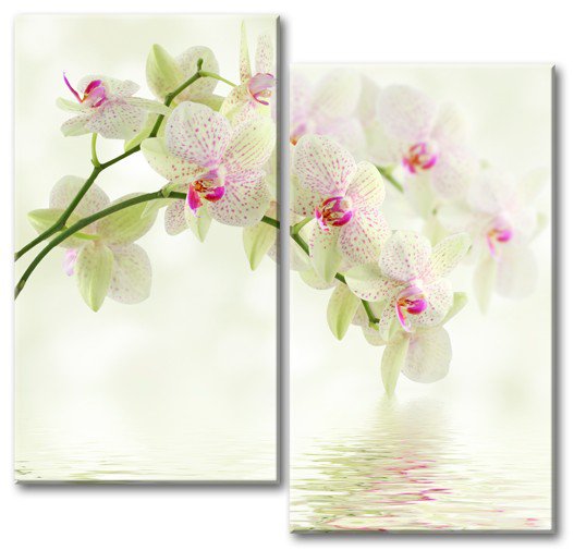 весенние орхидеи - модульная картина - оригинал