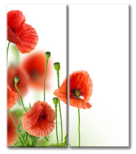 алые маки - модульная картина - оригинал