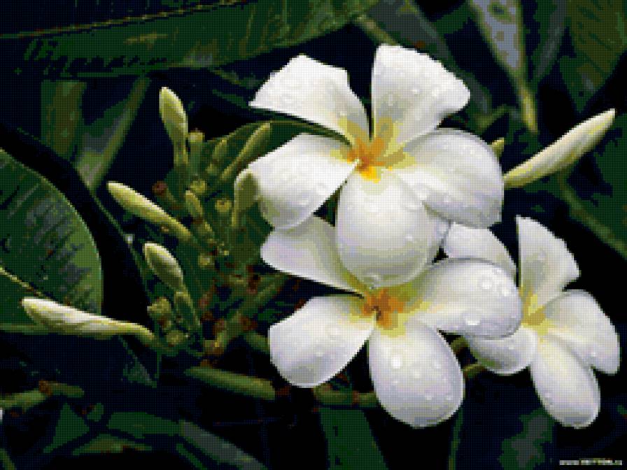 плюмерия - цветы - предпросмотр