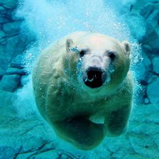 Медведь под водой