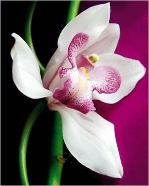 orchidee - blumen - оригинал