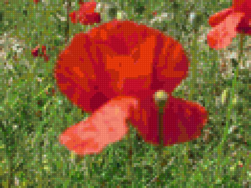 Маки - маки, подушка с маками, цветы, природа - предпросмотр