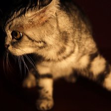 Схема вышивки «кот»