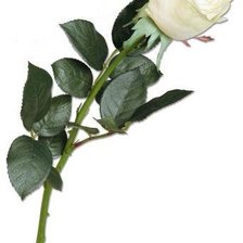 Схема вышивки «Роза»