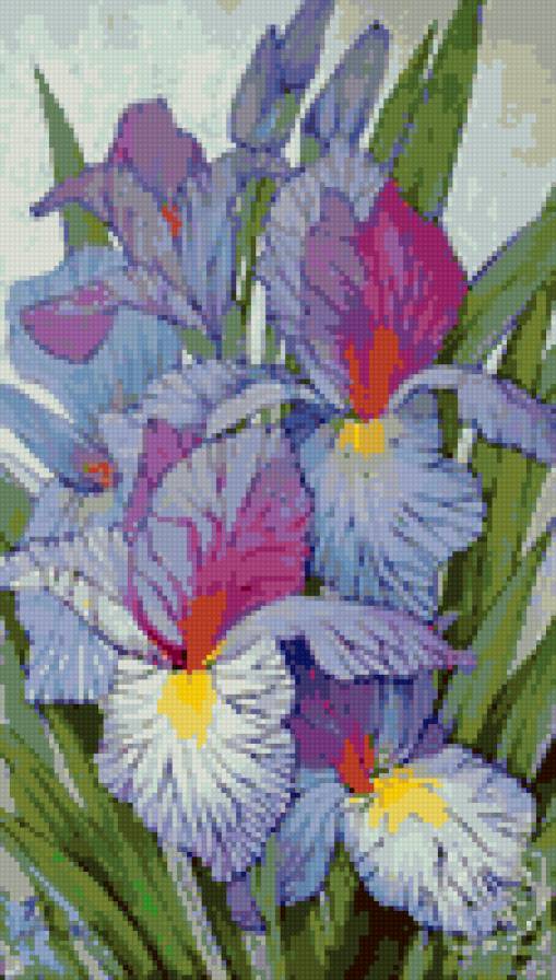 Ирисы - цветы, ирисы - предпросмотр