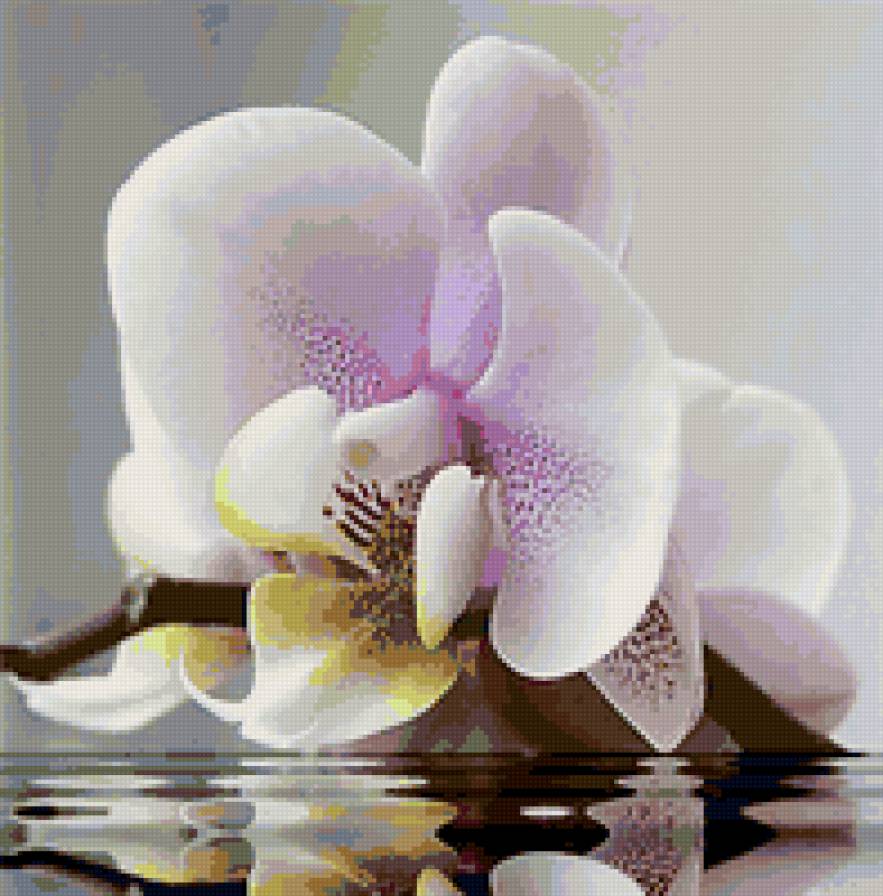 Орхидея - цветы, орхидеи - предпросмотр