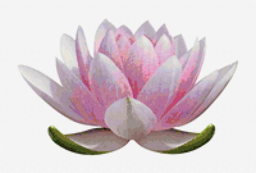 Лотос - цветы, лотос - предпросмотр