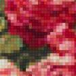 Предпросмотр схемы вышивки «розы» (№150276)