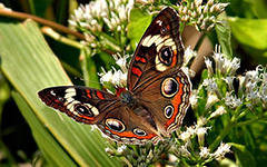 бабочка - природа, бабочка, цветы - оригинал