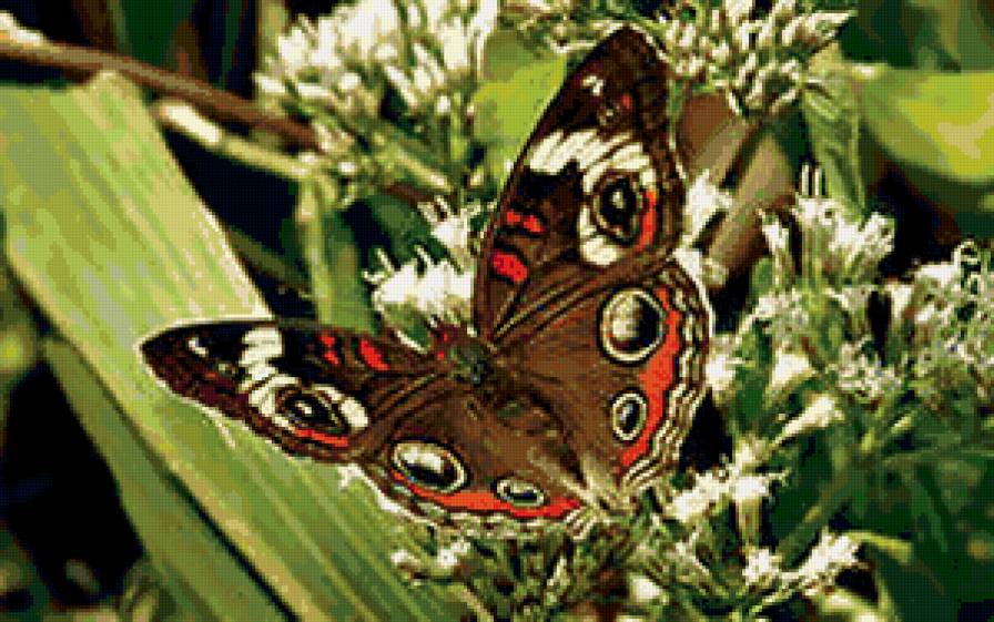 бабочка - бабочка, природа, цветы - предпросмотр