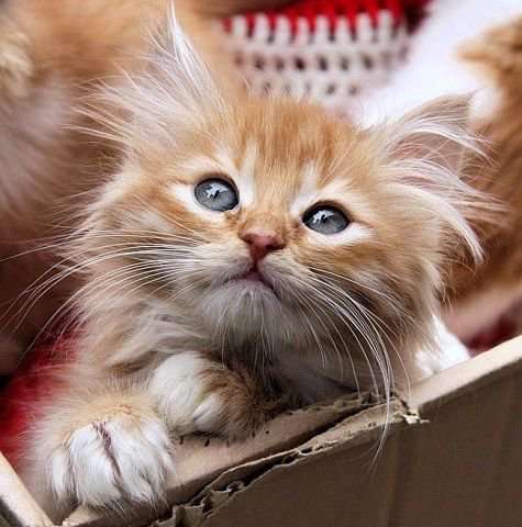 Кот - коты - оригинал