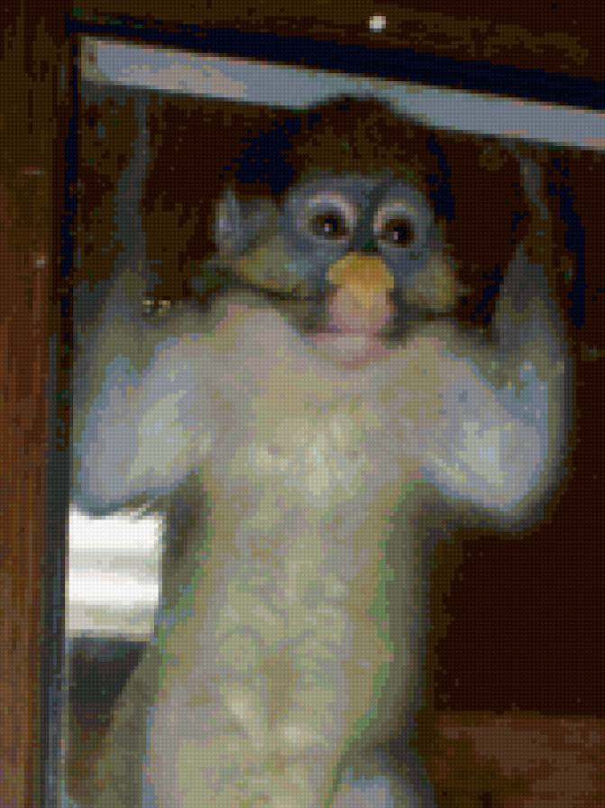 Обезьяна - животные - предпросмотр