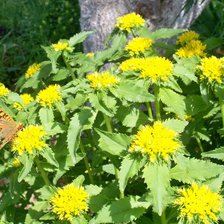 Схема вышивки «цветы и бабочка»