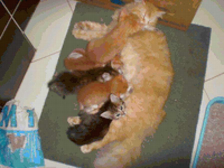 мои коты - коты, кошка, котята - предпросмотр