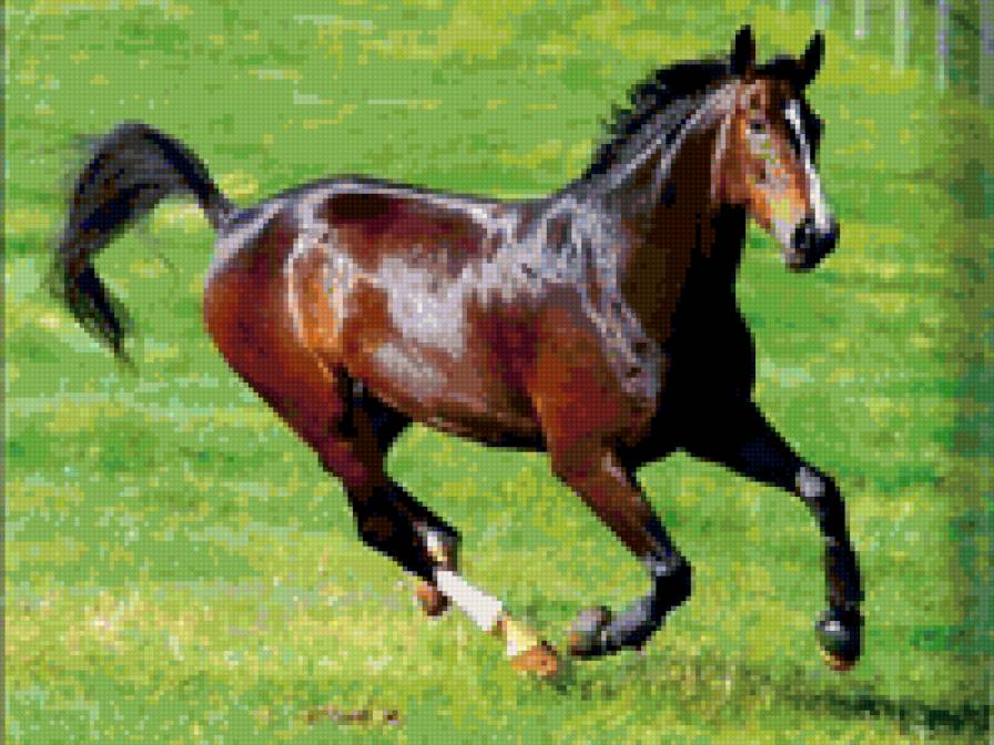 Лошадь - лошадь, животные - предпросмотр