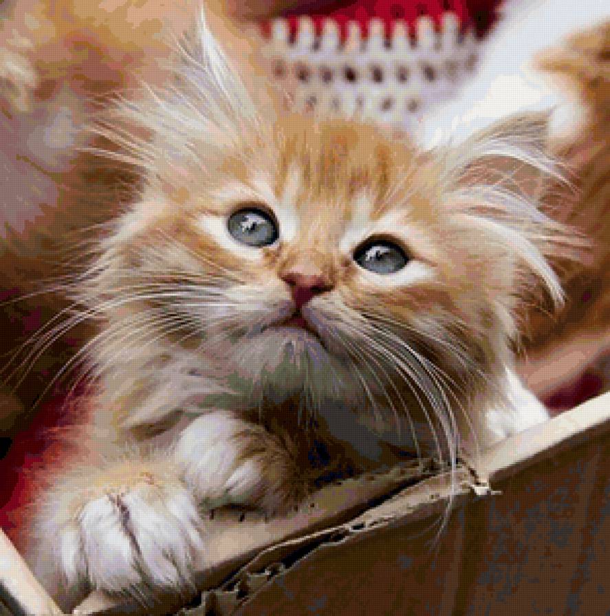 котята - кошка, коты, котята - предпросмотр