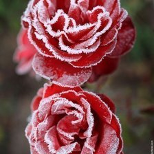 Оригинал схемы вышивки «Серия"Замёрзшая роза"» (№151029)