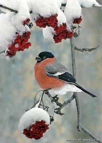 снегирь - снегири, зима, открытка - оригинал