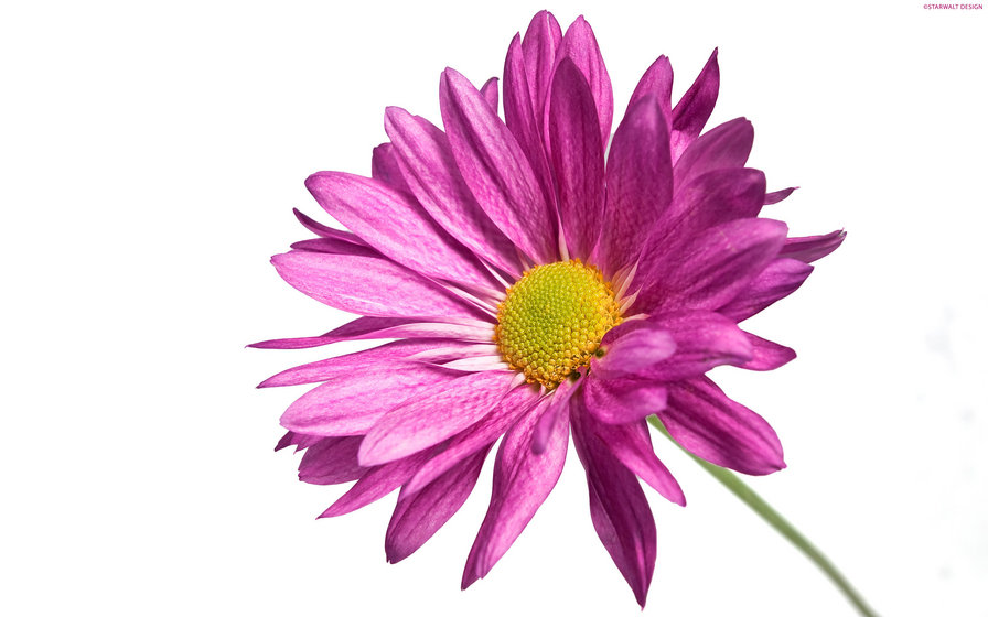 Цветок - оригинал