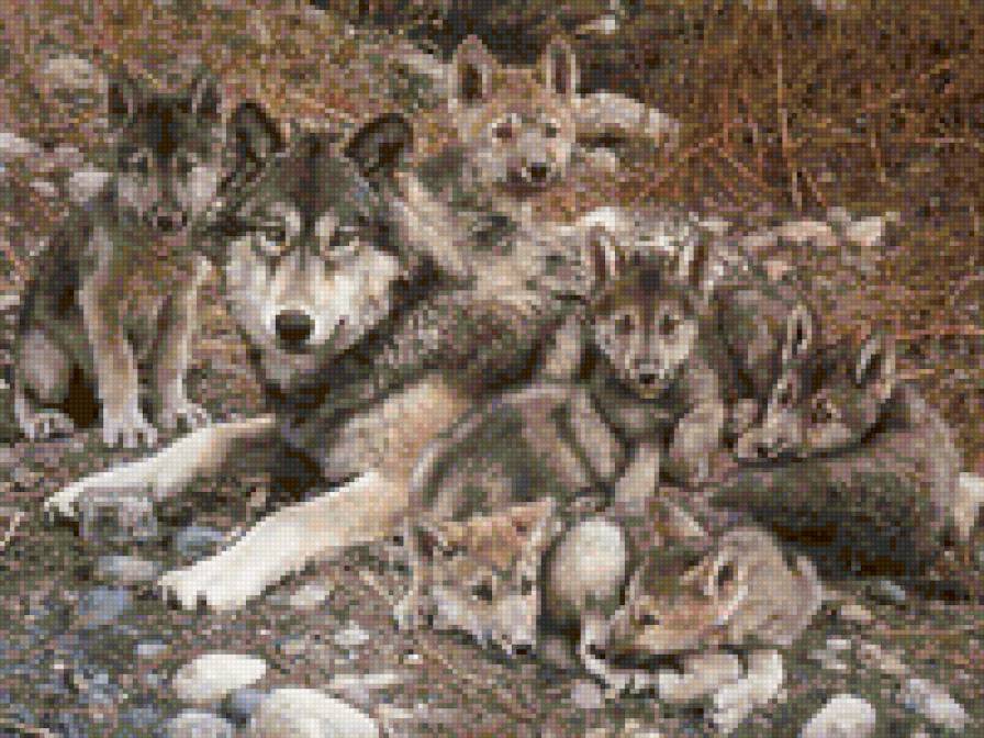 волк - предпросмотр