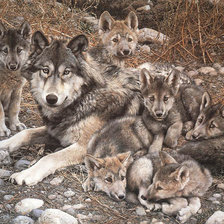 Схема вышивки «волк»