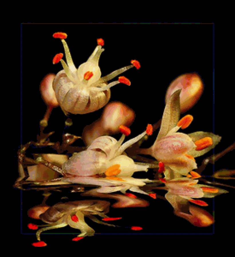 Лилии - цветы - предпросмотр