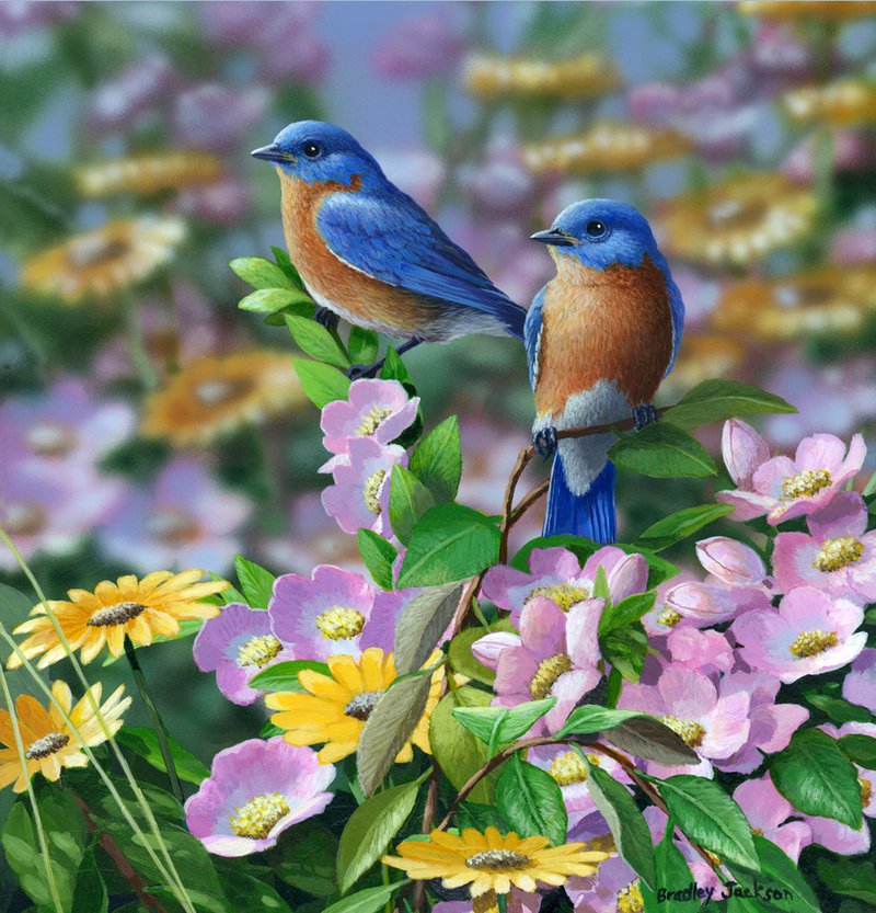 birds - оригинал