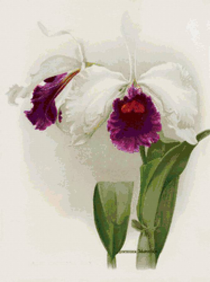 orchids - предпросмотр