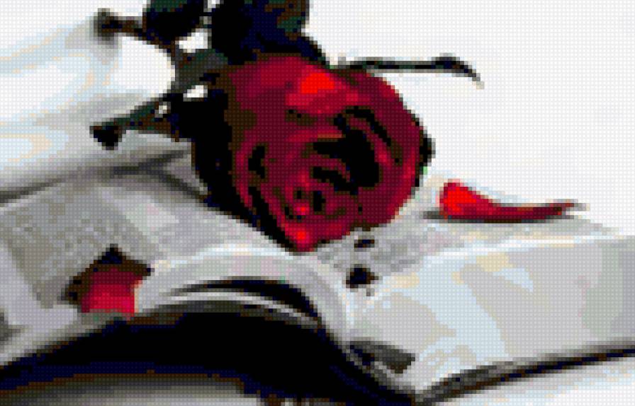 роза - цветы - предпросмотр