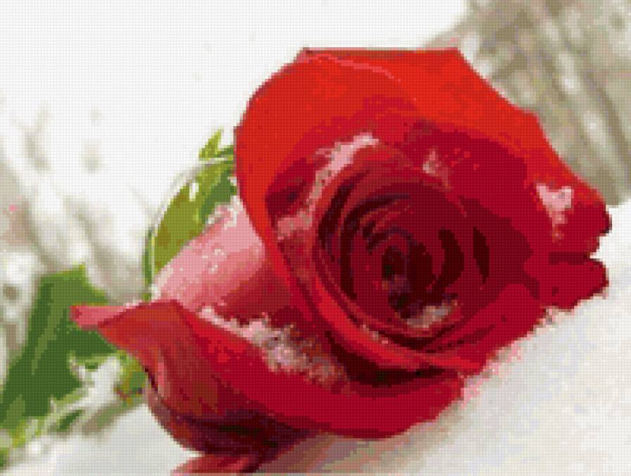 Серия"Замёрзшая роза" - природа, цветы, роза, зима, цветок - предпросмотр