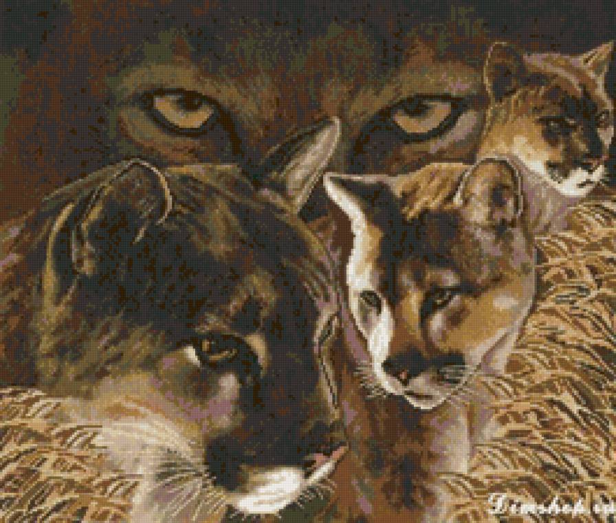 пумы - пума, животные, взгляд - предпросмотр