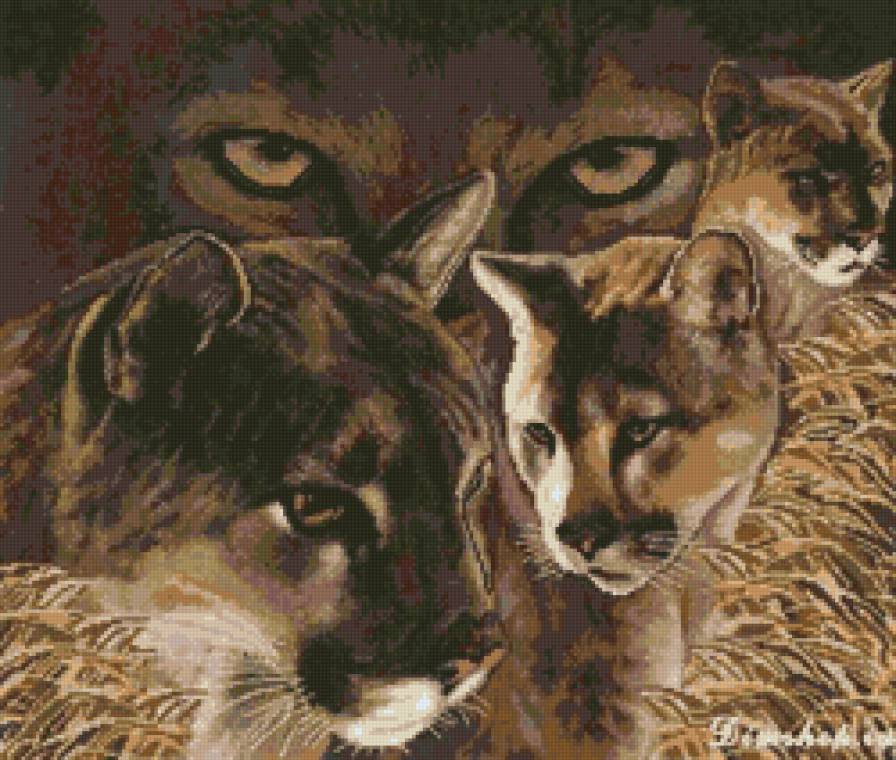 пумы - взгляд, пума, животные - предпросмотр