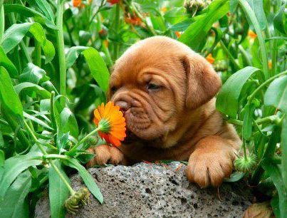 собачка - оригинал