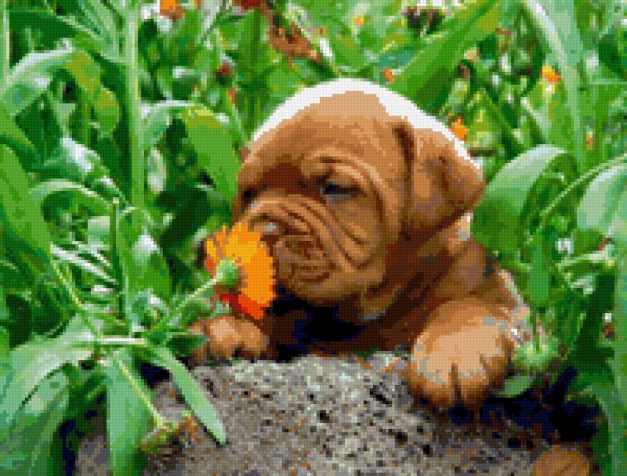 собачка - предпросмотр