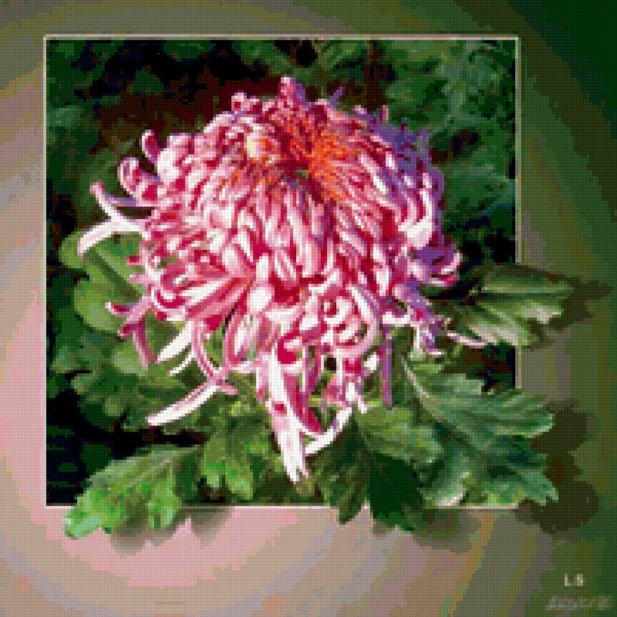 хризантема - цветы - предпросмотр