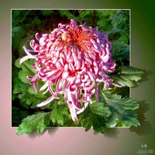 Схема вышивки «хризантема»