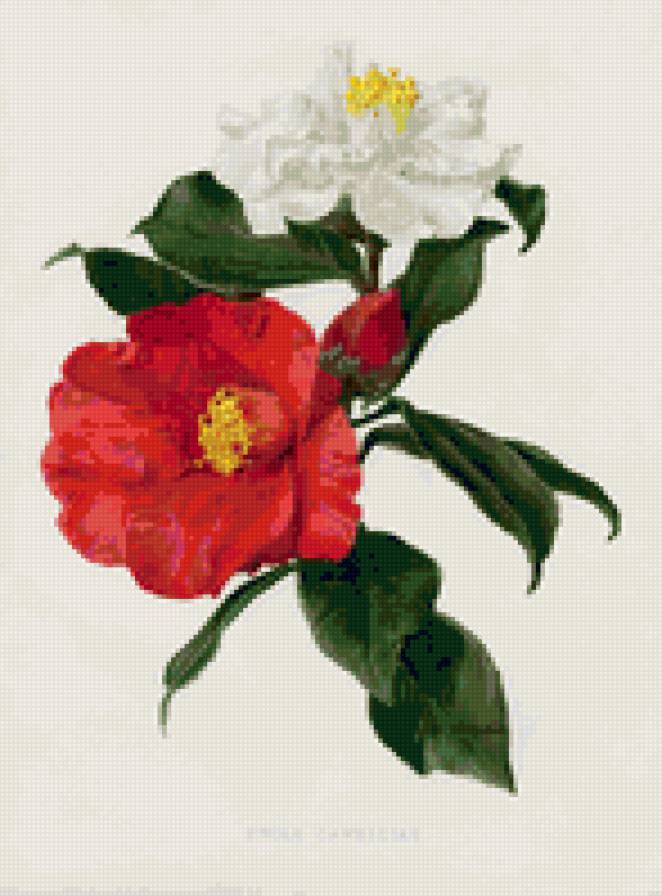 flowers - предпросмотр