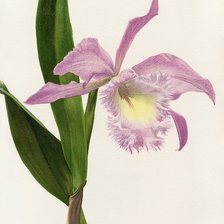 Схема вышивки «flowers»