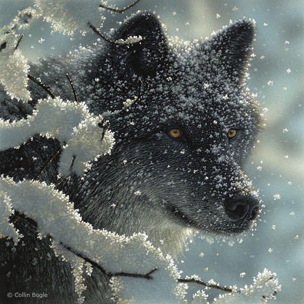 Волк зимой - волк, лес, зима - оригинал