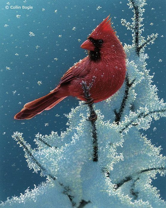 Птица зимой - зима, дикая природа, птица, лес - оригинал